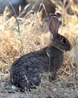 LAGOMORPH - EUROPEAN RABBIT - SIERRA DE ANDUJAR SPAIN (2).JPG