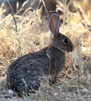 LAGOMORPH - EUROPEAN RABBIT - SIERRA DE ANDUJAR SPAIN (3).JPG