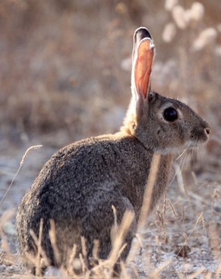 LAGOMORPH - EUROPEAN RABBIT - SIERRA DE ANDUJAR SPAIN (9).JPG