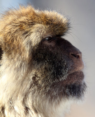 PRIMATE - MACAQUE - BARBARY MACAQUE - GIBRALTAR (35).JPG