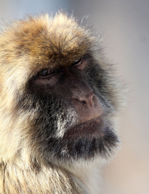 PRIMATE - MACAQUE - BARBARY MACAQUE - GIBRALTAR (41).JPG