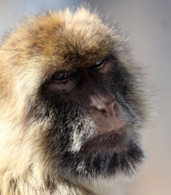 PRIMATE - MACAQUE - BARBARY MACAQUE - GIBRALTAR (42).JPG