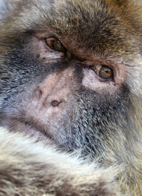 PRIMATE - MACAQUE - BARBARY MACAQUE - GIBRALTAR (53).JPG