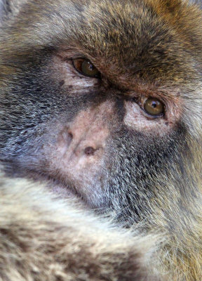 PRIMATE - MACAQUE - BARBARY MACAQUE - GIBRALTAR (7).JPG