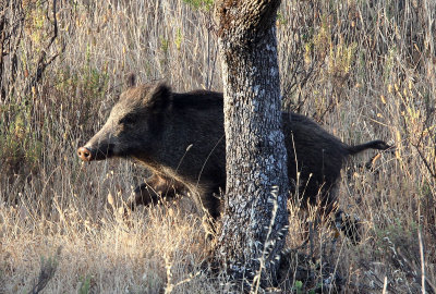 SUIDAE - IBERIAN WILD BOAR - SIERRA DE ANDUJAR SPAIN (1).JPG