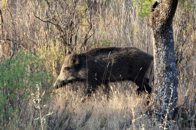 SUIDAE - IBERIAN WILD BOAR - SIERRA DE ANDUJAR SPAIN (14).JPG