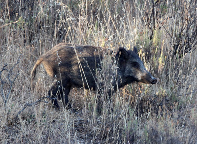 SUIDAE - IBERIAN WILD BOAR - SIERRA DE ANDUJAR SPAIN (8).JPG