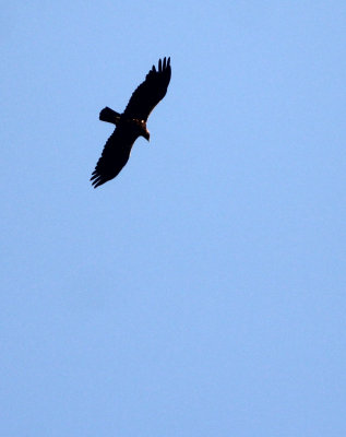 BIRD - EAGLE - IBERIAN IMPERIAL EAGLE - SIERRA DE ANDUJAR SPAIN (3).JPG