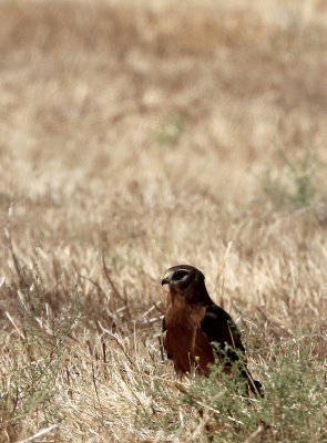 BIRD - HARRIER - MONTAGUE'S HARRIER - MALPARTIDA MIRABEL GRASSLANDS SPAIN (2).JPG