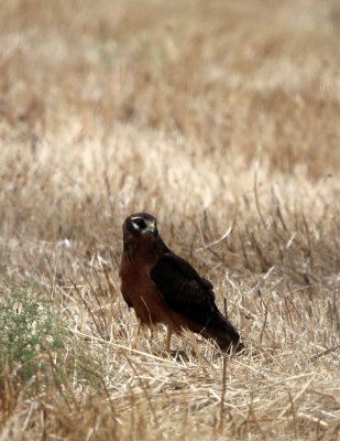 BIRD - HARRIER - MONTAGUES HARRIER - MALPARTIDA MIRABEL GRASSLANDS SPAIN (7).JPG