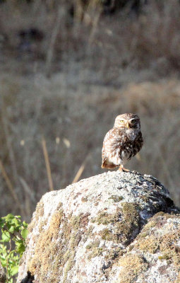 BIRD - OWL - LITTEL OWL - SIERRA DE ANDUJAR SPAIN (10).JPG