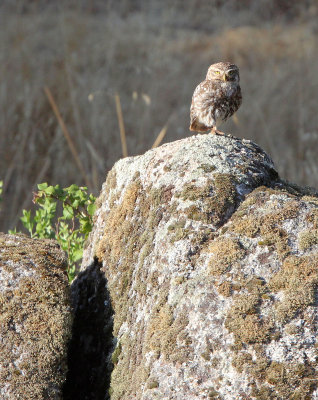 BIRD - OWL - LITTEL OWL - SIERRA DE ANDUJAR SPAIN (11).JPG