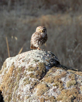 BIRD - OWL - LITTEL OWL - SIERRA DE ANDUJAR SPAIN (14).JPG