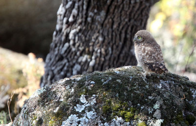 BIRD - OWL - LITTEL OWL - SIERRA DE ANDUJAR SPAIN (20).JPG