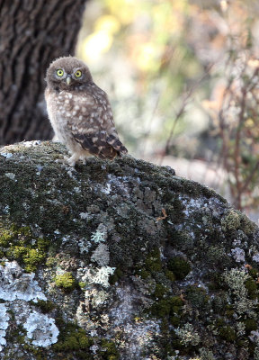 BIRD - OWL - LITTEL OWL - SIERRA DE ANDUJAR SPAIN (24).JPG