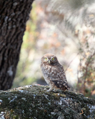 BIRD - OWL - LITTEL OWL - SIERRA DE ANDUJAR SPAIN (29).JPG