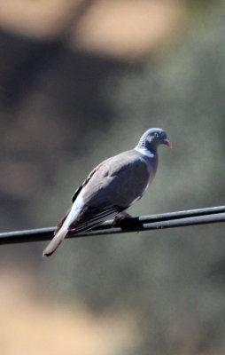 BIRD - WOODPIGEON - SIERRA DE ANDUJAR SPAIN (2).JPG