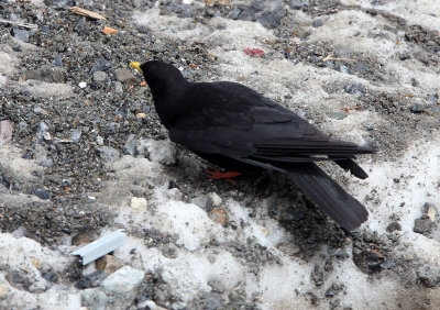 BIRD - CHOUGH - ALPINE CHOUGH - STELVIO NATIONAL PARK ITALY (3).JPG