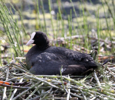 BIRD - COOT - EURASIAN COOT - STELVIO NATIONAL PARK ITALY - SAN VALENTINO ALLA MUTA (12).JPG