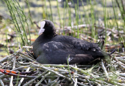 BIRD - COOT - EURASIAN COOT - STELVIO NATIONAL PARK ITALY - SAN VALENTINO ALLA MUTA (13).JPG