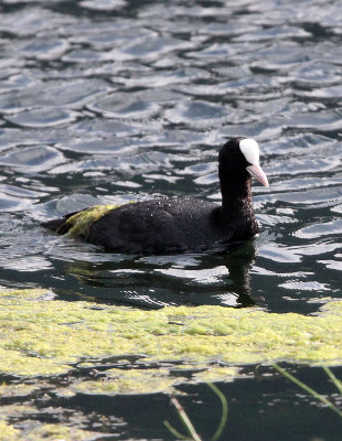 BIRD - COOT - EURASIAN COOT - STELVIO NATIONAL PARK ITALY - SAN VALENTINO ALLA MUTA (4).JPG