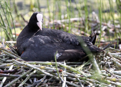 BIRD - COOT - EURASIAN COOT - STELVIO NATIONAL PARK ITALY - SAN VALENTINO ALLA MUTA (9).JPG