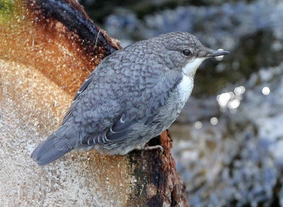 BIRD - DIPPER - STELVIO NATIONAL PARK ITALY - SAN VALENTINO ALLA MUTA (2).JPG