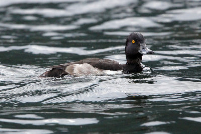 BIRD - DUCK - TUFTED DUCK - STELVIO NATIONAL PARK ITALY (6).JPG