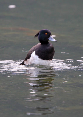 BIRD - DUCK - TUFTED DUCK - STELVIO NATIONAL PARK ITALY - SAN VALENTINO ALLA MUTA (10).JPG