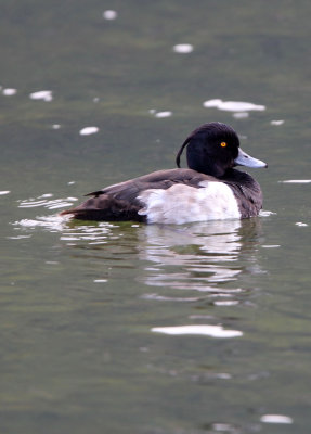 BIRD - DUCK - TUFTED DUCK - STELVIO NATIONAL PARK ITALY - SAN VALENTINO ALLA MUTA (5).JPG