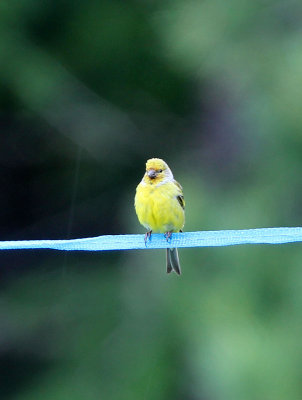 BIRD - FINCH - CITRIL FINCH - STELVIO NATIONAL PARK ITALY (2).JPG