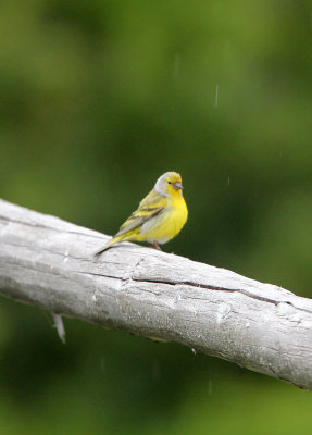 BIRD - FINCH - CITRIL FINCH - STELVIO NATIONAL PARK ITALY (6).JPG