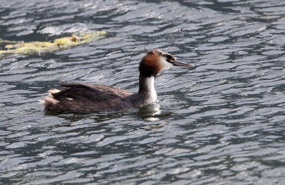 BIRD - GREBE - GREAT CRESTED GREBE - STELVIO NATIONAL PARK ITALY - SAN VALENTINO ALLA MUTA (18).JPG