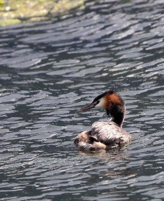 BIRD - GREBE - GREAT CRESTED GREBE - STELVIO NATIONAL PARK ITALY - SAN VALENTINO ALLA MUTA (8).JPG