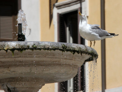 BIRD - GULL - YELLOW-LEGGED GULL - ROME ITALY (5).JPG