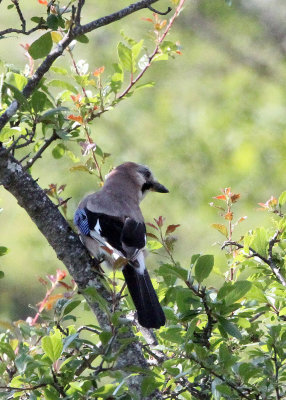 BIRD - JAY - ABRUZZO NATIONAL PARK ITALY (2).JPG