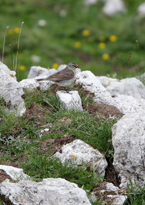 BIRD - PIPIT - WATER PIPIT - ABRUZZO NATIONAL PARK ITALY (7).JPG