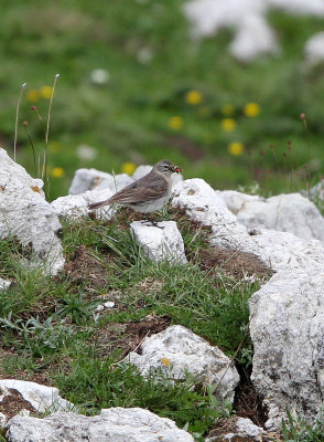 BIRD - PIPIT - WATER PIPIT - ABRUZZO NATIONAL PARK ITALY (8).JPG