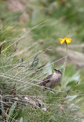 BIRD - PIPIT - WATER PIPIT - STELVIO NATIONAL PARK ITALY (1).JPG