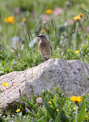 BIRD - PIPIT - WATER PIPIT - STELVIO NATIONAL PARK ITALY.JPG