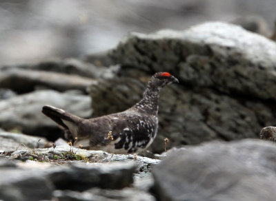 BIRD - PTARMIGAN - ROCK PTARMIGAN - STELVIO NATIONAL PARK ITALY (1).JPG