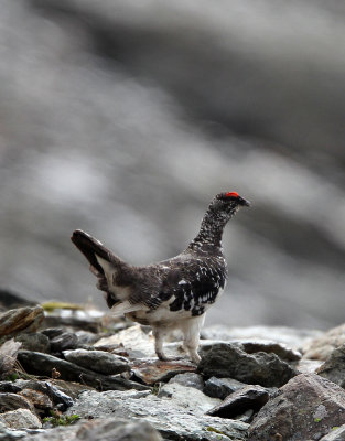 BIRD - PTARMIGAN - ROCK PTARMIGAN - STELVIO NATIONAL PARK ITALY (3).JPG