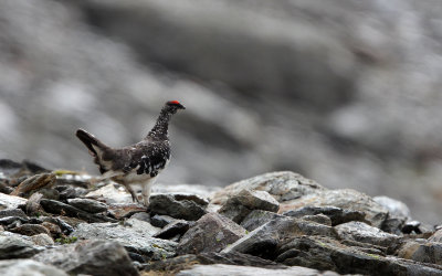 BIRD - PTARMIGAN - ROCK PTARMIGAN - STELVIO NATIONAL PARK ITALY (4).JPG