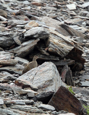 BIRD - PTARMIGAN - ROCK PTARMIGAN - STELVIO NATIONAL PARK ITALY (7).JPG