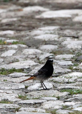 BIRD - REDSTART - BLACK REDSTART - ABRUZZO NATIONAL PARK ITALY (2).JPG