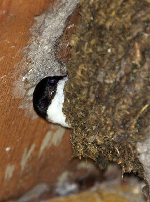 BIRD - HOUSE MARTIN- STELVIO NATIONAL PARK ITALY - SAN VALENTINO ALLA MUTA (1).JPG