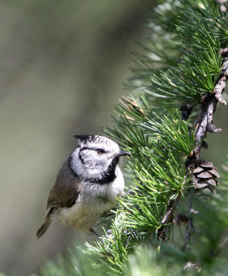 BIRD - TIT - BLUE TIT - SWISS NATIONAL PARK (4).JPG