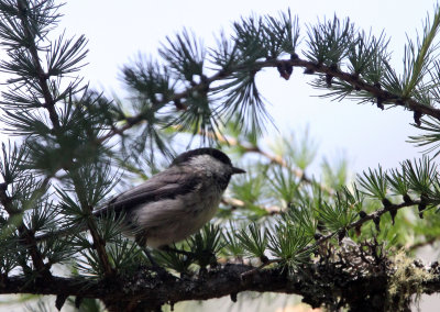 BIRD - TIT - WILLOW TIT - SWISS NATIONAL PARK.JPG