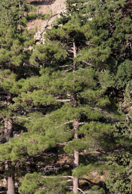 SAMARIA GORGE NATIONAL PARK CRETE GREECE (17).JPG