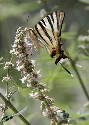 ARTHOPODA - LEPIDOPTERA - SWALLOW TAIL BUTTERFLY - ATHENS GREECE (4).JPG